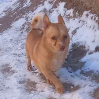 سگ پاکوتاه|سگ|بیرجند, |دیوار