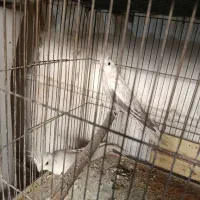 عروس هلندی مولد|پرنده|کرج, حسن آباد|دیوار