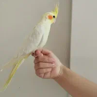 عروس هلندی نروماده جفت لوتینو با دوتاجوجه و تخم|پرنده|تهران, هفت چنار|دیوار