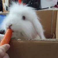 واگذاری خرگوش