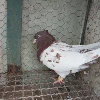 کله سینه|پرنده|مشهد, خرمشهر|دیوار