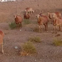 میش چینی جوان