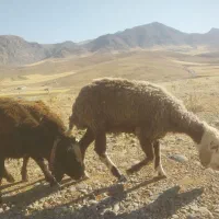 دوعدد بره نر و‌ماده  پروار نشده