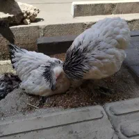 دو عدد مرغ برهما 7 ماهه