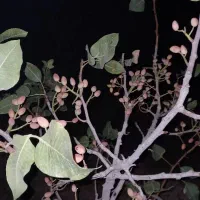 فروش باغ داخل بافت شهریامچی دوربرمسکونی|فروش زمین و ملک کلنگی|یامچی, |دیوار