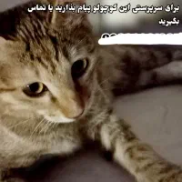 واگذاری فوری|گربه|قم, نخودی|دیوار