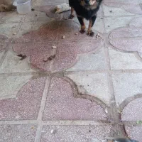 توله سگ بسیار باهوش با شناسنامه هشت ماهه|سگ|شیراز, شهرک صنعتی شیراز|دیوار