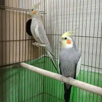 جفت عروس هلندی مولد|پرنده|تهران, اتابک|دیوار