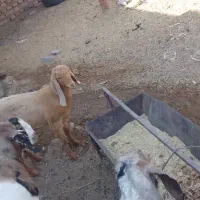 برو|حیوانات مزرعه|زابل, |دیوار