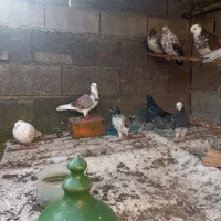 کبوتران پرشی خوش خال|پرنده|دابودشت, |دیوار