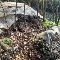 کود گاوی پوسیده چند ساله سیاه