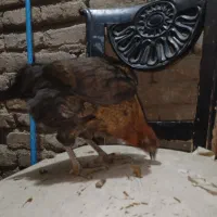 مرغ و خروس نیمچه|حیوانات مزرعه|پاکدشت, پاکدشت (مامازند)|دیوار