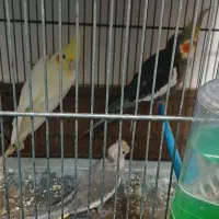 عروس هلندی|پرنده|مشهد, شهرک مهرگان|دیوار