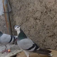 دمگیر نرو ماده