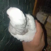 کبوتر|پرنده|لالی, |دیوار