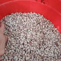 حبوبات.چیتی لپه نخود .چشم بلبلی.بوغدا برنج نمیدانه