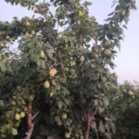 فروش-باغ-ویلای-تقاب