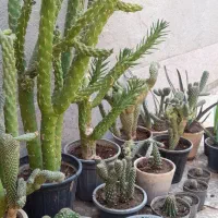 گل وگلدون|گل و گیاه طبیعی|رفسنجان, |دیوار