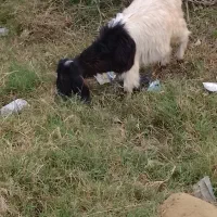 دوتا بزغاله نر|حیوانات مزرعه|گرگان, |دیوار