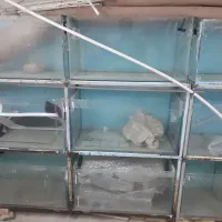 تعدادی اکواریوم سالنی قیمت توافقی|ماهی|سبزوار, توحیدشهر|دیوار