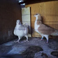 کبوتر چادری