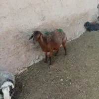 گوسفند