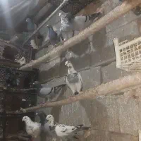 پلاکی اصل