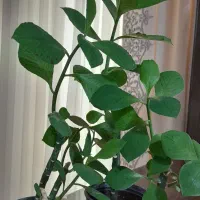 گلدانهای کوچک باگل طبیعی