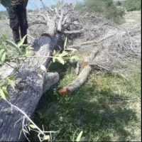 قطع درختان مزاحم|خدمات باغبانی و درختکاری|سیریک, |دیوار