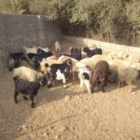 کهره|حیوانات مزرعه|کوه چنار, |دیوار