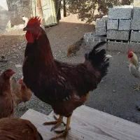 خروس محلی و قوغاز