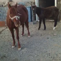 اسب مادیان فروشی یقره|اسب و تجهیزات اسب‌سواری|تربت جام, جامرود|دیوار