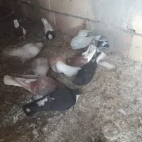 ده عدد کبوتر پرشی