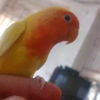 فروش برزیلی فول دسی بامزه|پرنده|داراب, |دیوار