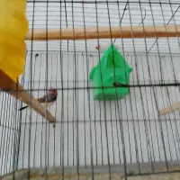 پرنده فنچ