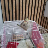 عروس هلندی|پرنده|مشهد, مشکینی (شهرک غرب)|دیوار