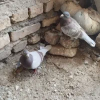 اقون زات دار|پرنده|نصر آباد, |دیوار