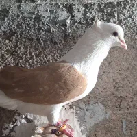 پشت دار و شصتی نر