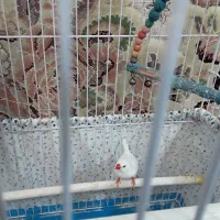 پرنده فنچ سفید با قفس|پرنده|کرج, اخگرآباد|دیوار