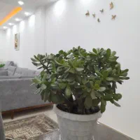 گل یشم|گل و گیاه طبیعی|رشت, حافظ آباد|دیوار