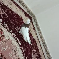 طوقی سرخ نر درشت مست مست|پرنده|رباطکریم, شترخوار|دیوار