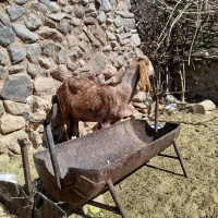 بزپاکستانی|حیوانات مزرعه|کرمان, |دیوار