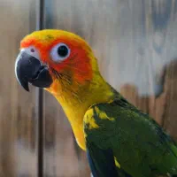 طوطی خورشیدی فول دستی