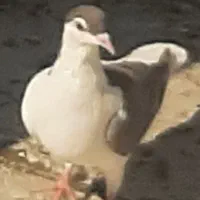 چند تا کفتر|پرنده|تربتحیدریه, شهدا|دیوار