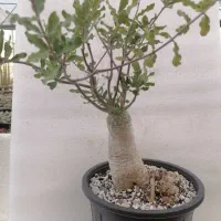 گیاه فوکیا بن سای