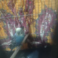 عروس هلندی فروشی ومرغ عشق|پرنده|ابهر, |دیوار