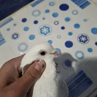 کبوتر موشی.طوقی