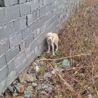 سگی پیدا شده|حیوانات|رشت, پیرکلاچای|دیوار