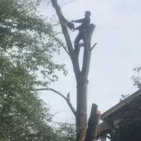 قطع درخت و خرید چوب آلات باغی|خدمات باغبانی و درختکاری|نوشهر, |دیوار