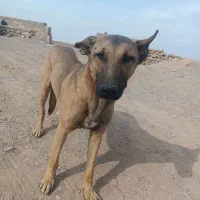 سگ نر باهوش 6 ماهه|سگ|اردکان, |دیوار